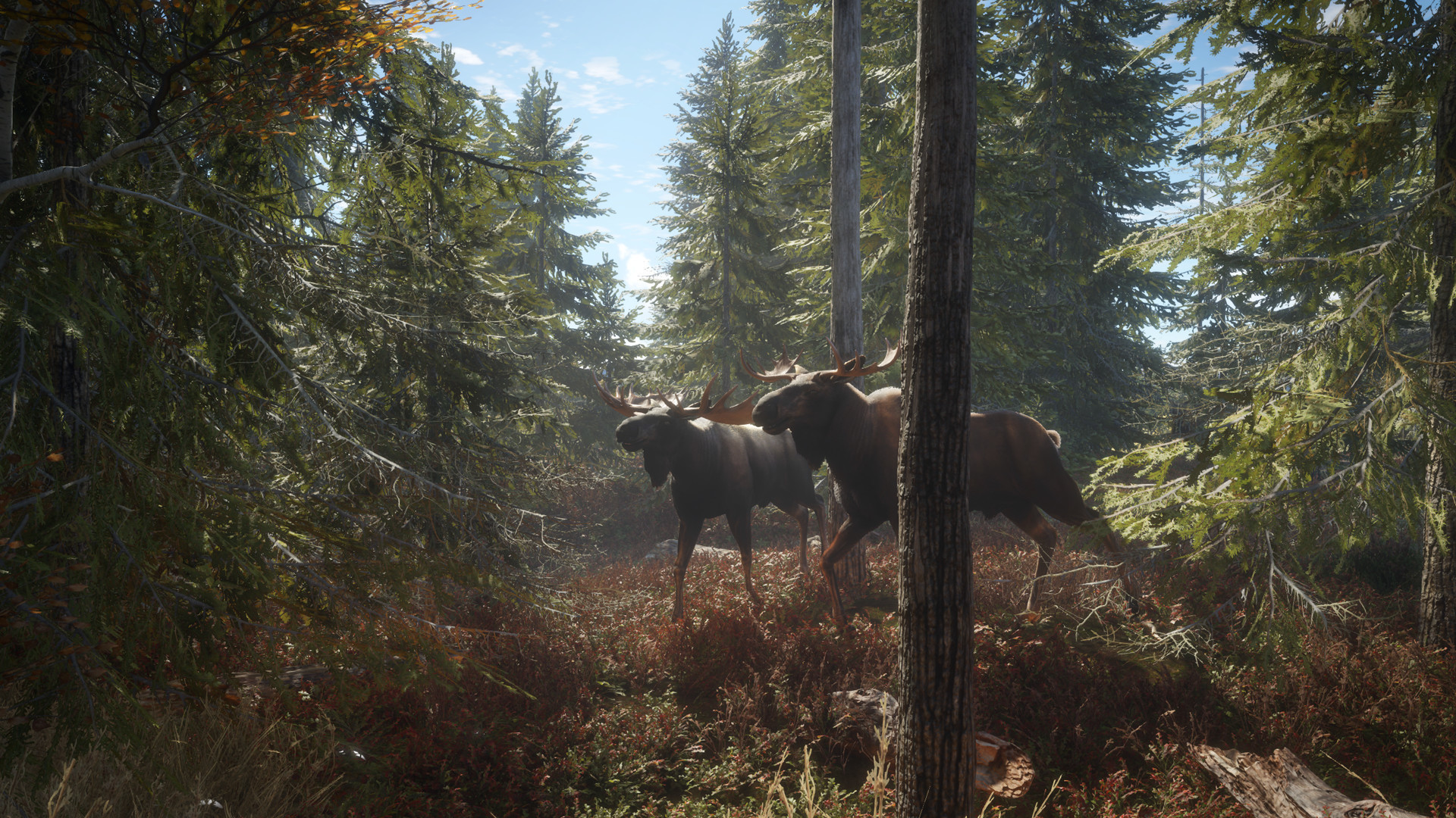 Two moose walking through a forest in theHunter: Call of the Wild
